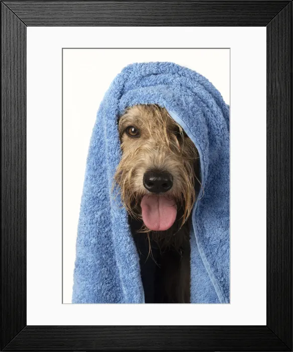 Framed Print : 13131206. DOG. Picardy sheepdog or ( Berger De Picardy ) Framed Print : 13131206. DOG. Picardy sheepdog or ( Berger De Picardy )