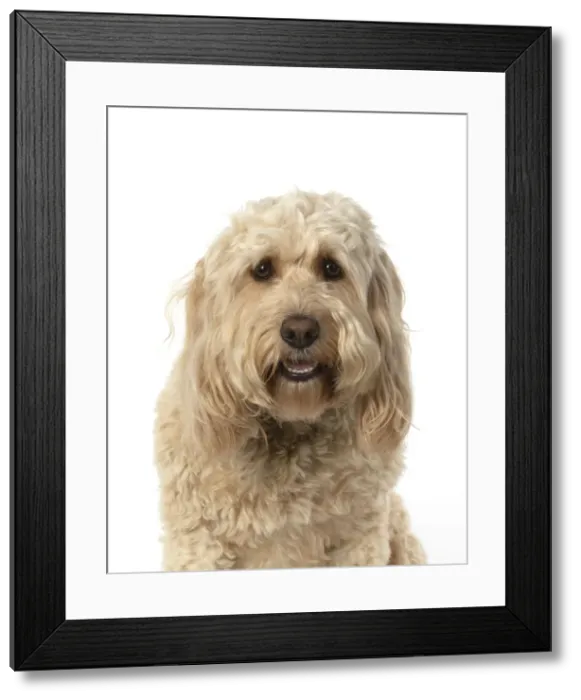 Framed Print : 13131208. DOG. Cockerpoo, head and shoulders, face expressions DOG Framed Print : 13131208. DOG. Cockerpoo, head and shoulders, face expressions DOG