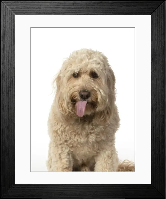 Framed Print : 13131209. DOG. Cockerpoo, head and shoulders, face expressions DOG Framed Print : 13131209. DOG. Cockerpoo, head and shoulders, face expressions DOG