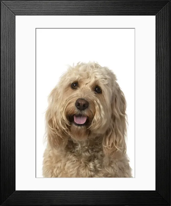 Framed Print : 13131210. DOG. Cockerpoo, head and shoulders, face expressions DOG Framed Print : 13131210. DOG. Cockerpoo, head and shoulders, face expressions DOG