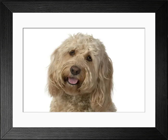 Framed Print : 13131211. DOG. Cockerpoo, head and shoulders, face expressions DOG Framed Print : 13131211. DOG. Cockerpoo, head and shoulders, face expressions DOG