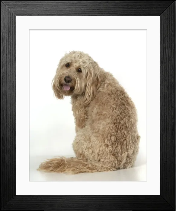 Framed Print : 13131212. DOG. Cockerpoo, sitting, studio Date Framed Print : 13131212. DOG. Cockerpoo, sitting, studio Date