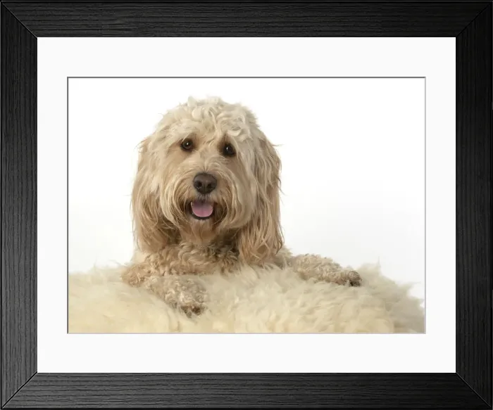 Framed Print : 13131213. Cockerpoo Date Framed Print : 13131213. Cockerpoo Date