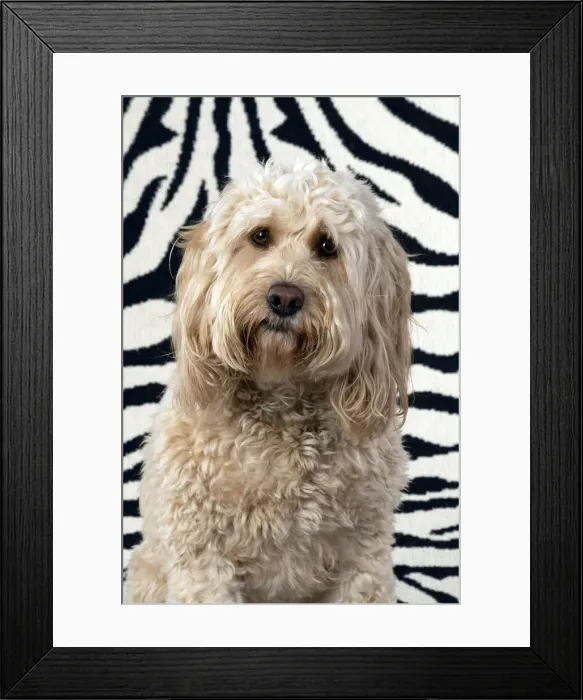 Framed Print : 13131214. DOG. Cockerpoo, on zebra pattern rug Date Framed Print : 13131214. DOG. Cockerpoo, on zebra pattern rug Date
