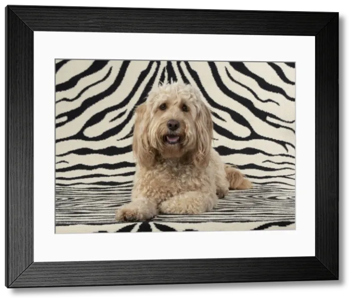 Framed Print : 13131215. DOG. Cockerpoo, on zebra pattern rug Date Framed Print : 13131215. DOG. Cockerpoo, on zebra pattern rug Date