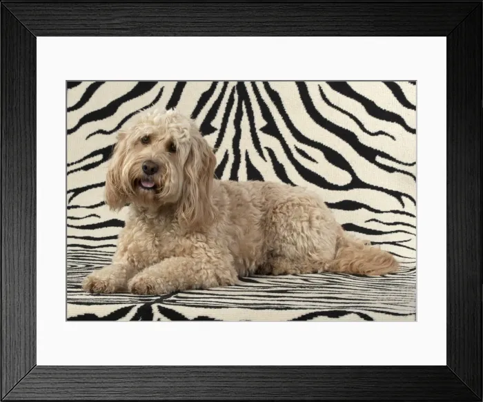Framed Print : 13131216. DOG. Cockerpoo, on zebra pattern rug Date Framed Print : 13131216. DOG. Cockerpoo, on zebra pattern rug Date