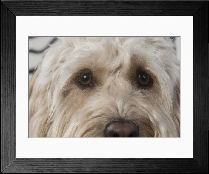 Framed Print : 13131217. DOG. Cockerpoo, eyes Date Framed Print : 13131217. DOG. Cockerpoo, eyes Date