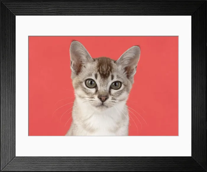 Framed Print : 13131218. CAT. cats face on coloured background Date Framed Print : 13131218. CAT. cats face on coloured background Date