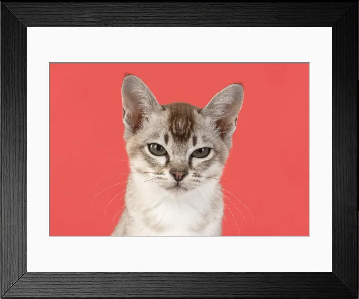 Framed Print : 13131219. CAT. cats face on coloured background Date Framed Print : 13131219. CAT. cats face on coloured background Date