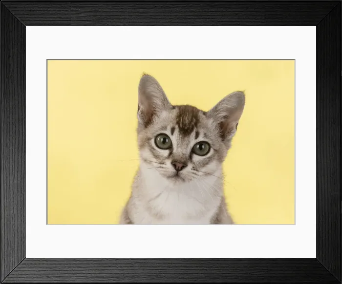 Framed Print : 13131220. CAT. cats face on coloured background Date Framed Print : 13131220. CAT. cats face on coloured background Date