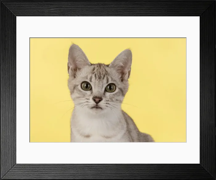 Framed Print : 13131221. CAT. cats face on coloured background Date Framed Print : 13131221. CAT. cats face on coloured background Date