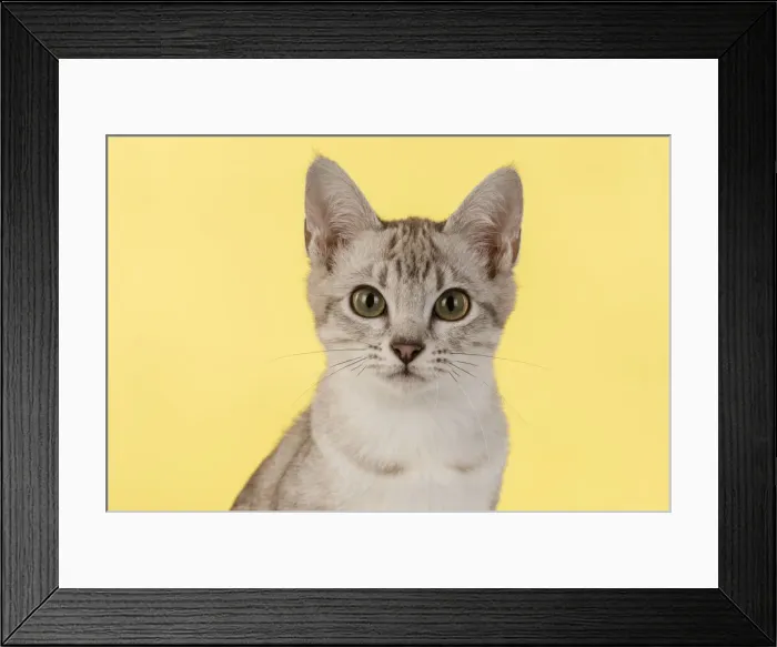 Framed Print : 13131222. CAT. cats face on coloured background Date Framed Print : 13131222. CAT. cats face on coloured background Date