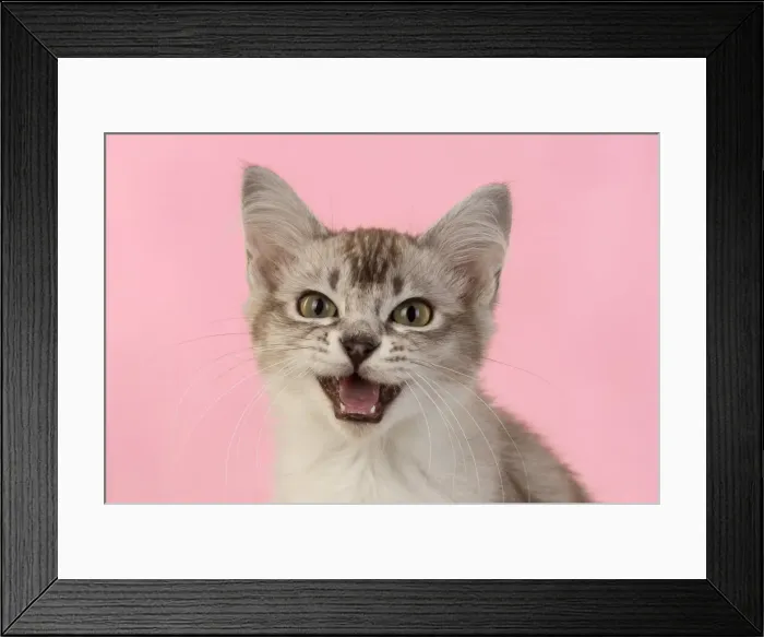 Framed Print : 13131223. CAT. cats face on coloured background Date Framed Print : 13131223. CAT. cats face on coloured background Date
