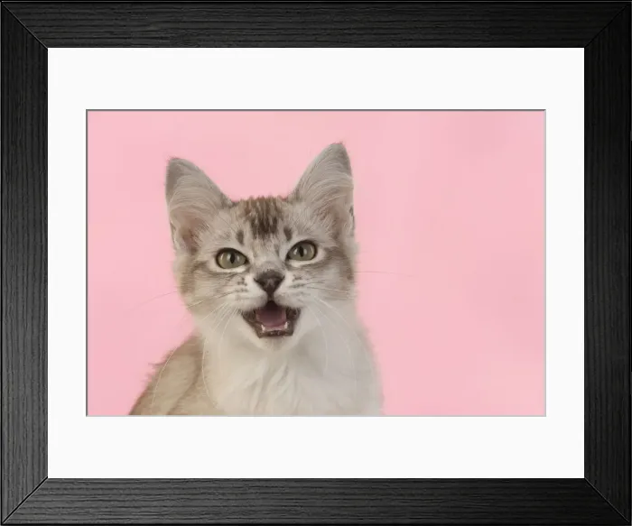 Framed Print : 13131224. CAT. cats face on coloured background Date Framed Print : 13131224. CAT. cats face on coloured background Date