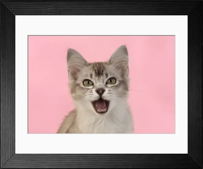 Framed Print : 13131225. CAT. cats face on coloured background Date Framed Print : 13131225. CAT. cats face on coloured background Date