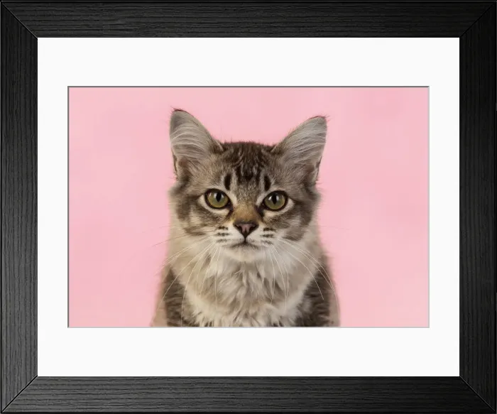 Framed Print : 13131226. CAT. cats face on coloured background Date Framed Print : 13131226. CAT. cats face on coloured background Date