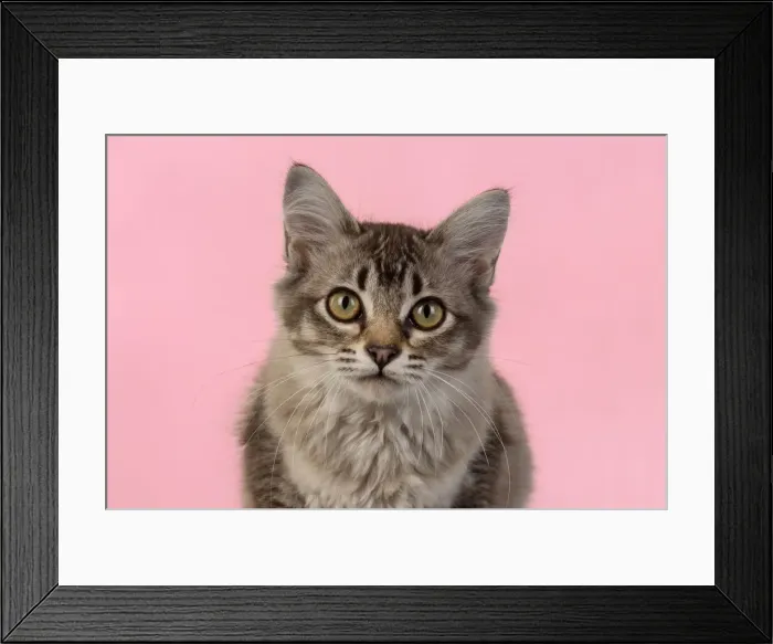 Framed Print : 13131227. CAT. cats face on coloured background Date Framed Print : 13131227. CAT. cats face on coloured background Date