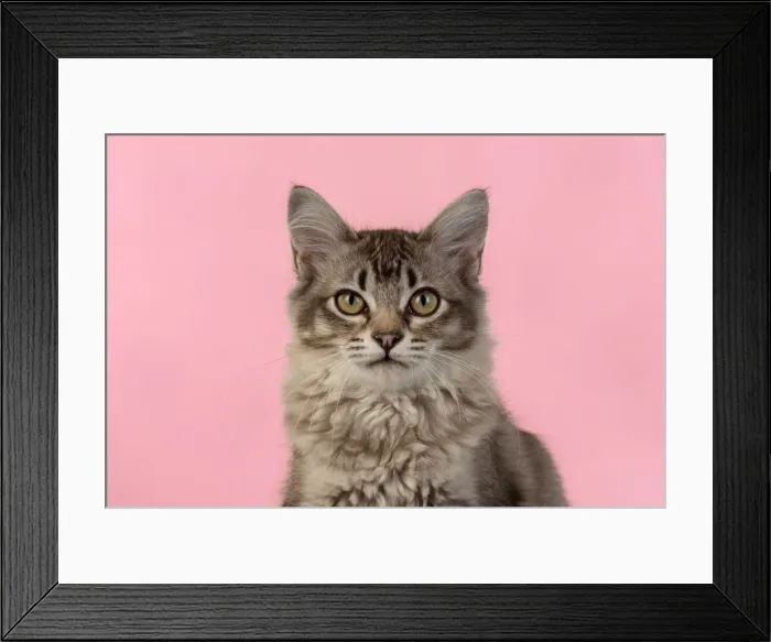 Framed Print : 13131228. CAT. cats face on coloured background Date Framed Print : 13131228. CAT. cats face on coloured background Date