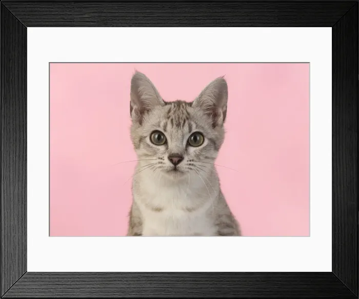 Framed Print : 13131230. CAT. cats face on coloured background Date Framed Print : 13131230. CAT. cats face on coloured background Date
