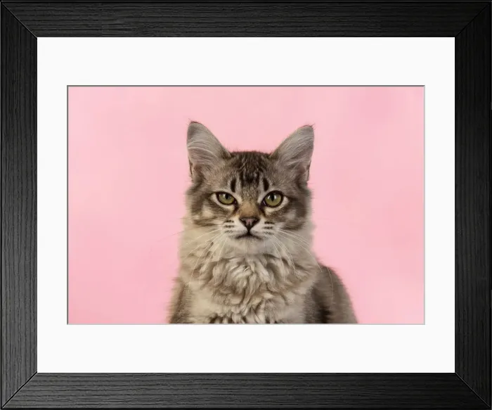 Framed Print : 13131229. CAT. cats face on coloured background Date Framed Print : 13131229. CAT. cats face on coloured background Date
