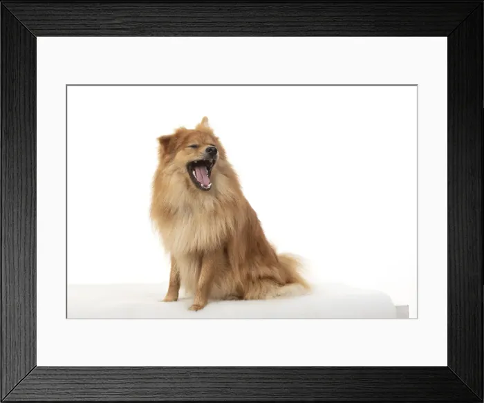 Framed Print : 13131231. DOG. Pomeranian, studio, mouth open Date Framed Print : 13131231. DOG. Pomeranian, studio, mouth open Date