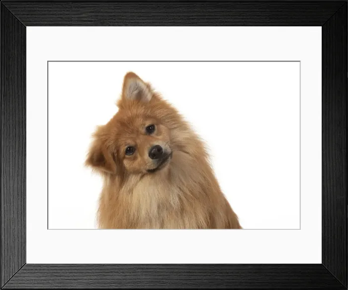 Framed Print : 13131233. DOG. Pomeranian, studio sitting head on one side. Date Framed Print : 13131233. DOG. Pomeranian, studio sitting head on one side. Date