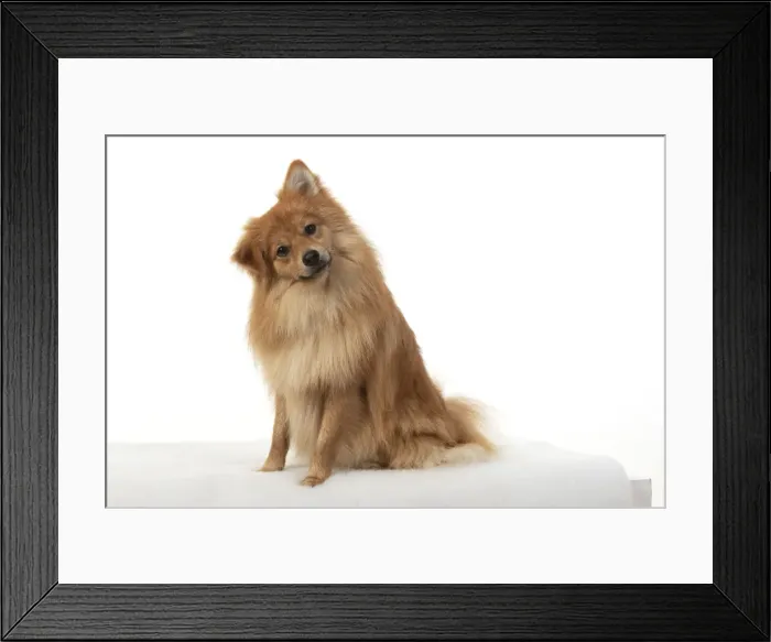 Framed Print : 13131232. DOG. Pomeranian, studio sitting head on one side. Date Framed Print : 13131232. DOG. Pomeranian, studio sitting head on one side. Date