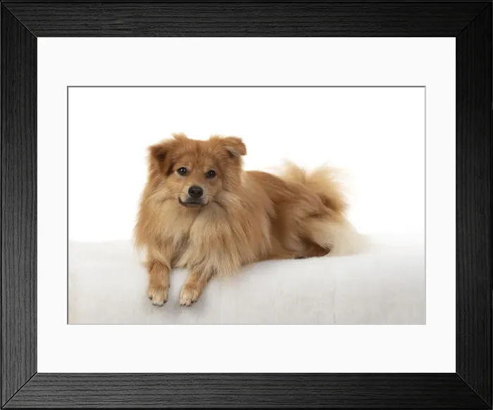 Framed Print : 13131234. DOG. Pomeranian, studio laying down Date Framed Print : 13131234. DOG. Pomeranian, studio laying down Date