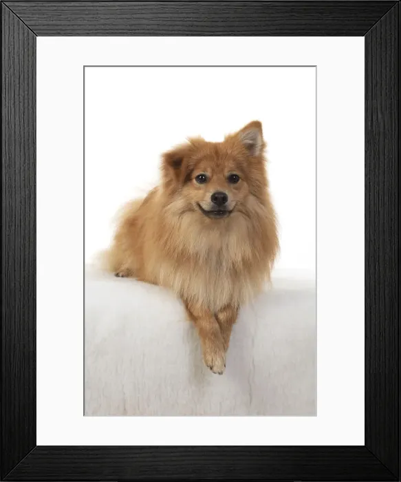 Framed Print : 13131235. DOG. Pomeranian, studio, laying with paws crossed Date Framed Print : 13131235. DOG. Pomeranian, studio, laying with paws crossed Date