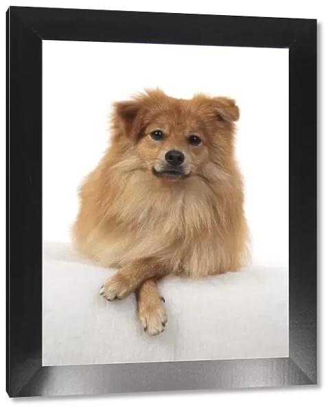 13131236. DOG. Pomeranian, studio, laying with paws crossed Date