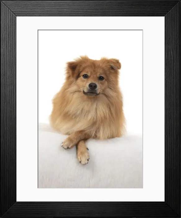 Framed Print : 13131236. DOG. Pomeranian, studio, laying with paws crossed Date Framed Print : 13131236. DOG. Pomeranian, studio, laying with paws crossed Date