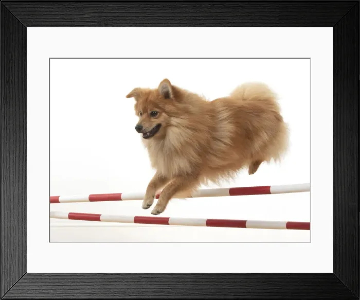 Framed Print : 13131238. DOG. Pomeranian, studio, jumping poles Date Framed Print : 13131238. DOG. Pomeranian, studio, jumping poles Date