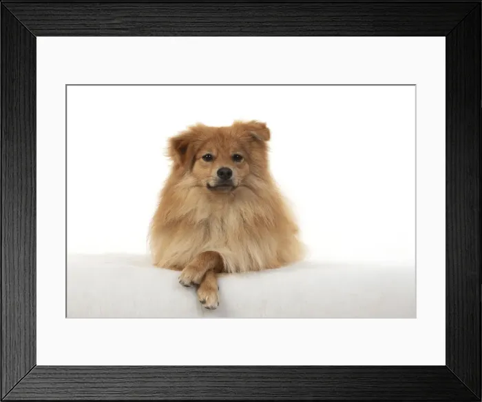 Framed Print : 13131237. DOG. Pomeranian, studio, laying with paws crossed Date Framed Print : 13131237. DOG. Pomeranian, studio, laying with paws crossed Date