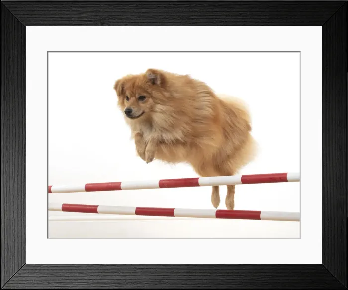 Framed Print : 13131239. DOG. Pomeranian, studio, jumping poles Date Framed Print : 13131239. DOG. Pomeranian, studio, jumping poles Date