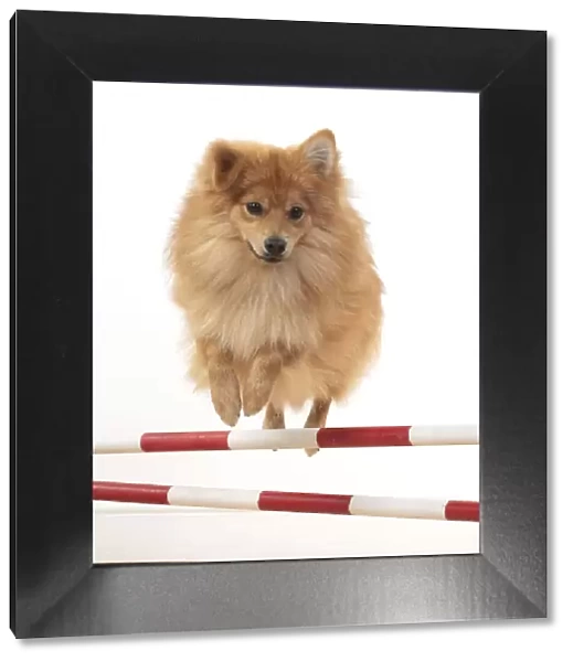 13131240. DOG. Pomeranian, studio, jumping poles Date