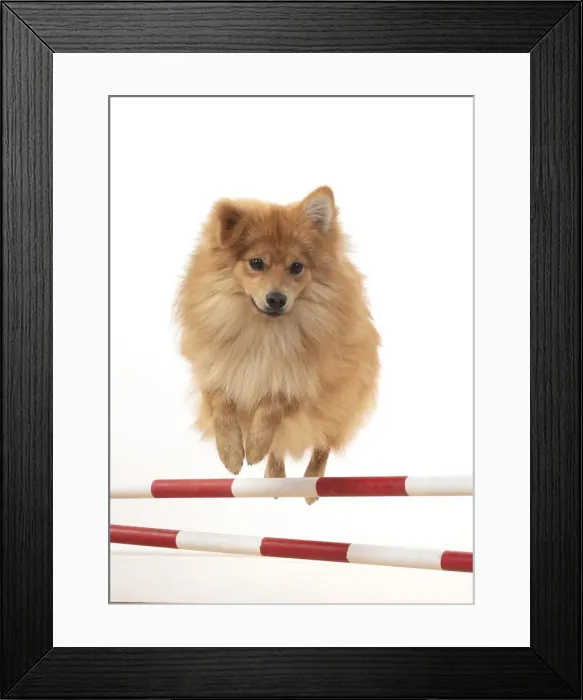 Framed Print : 13131240. DOG. Pomeranian, studio, jumping poles Date Framed Print : 13131240. DOG. Pomeranian, studio, jumping poles Date