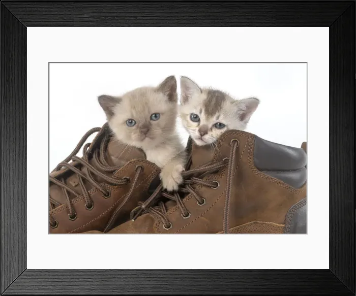 Framed Print : 13131241. CAT. Asian kittens, 5 weeks old, in boots Date Framed Print : 13131241. CAT. Asian kittens, 5 weeks old, in boots Date