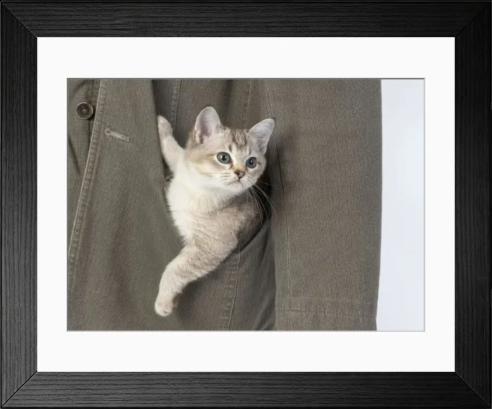 Framed Print : 13131242. CAT, brown silver Burmilla Date Framed Print : 13131242. CAT, brown silver Burmilla Date