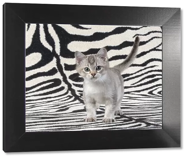 13131243. CAT. brown silver Burmilla kitten, on zebra rug Date