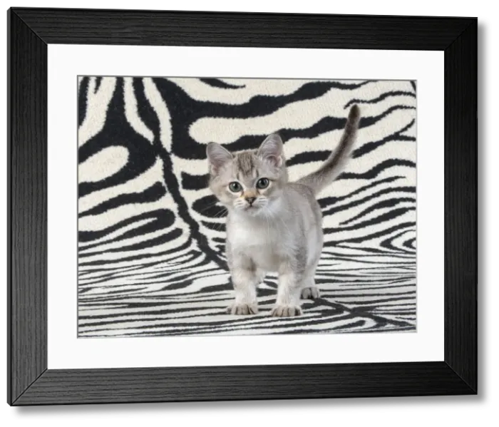 Framed Print : 13131243. CAT. brown silver Burmilla kitten, on zebra rug Date Framed Print : 13131243. CAT. brown silver Burmilla kitten, on zebra rug Date