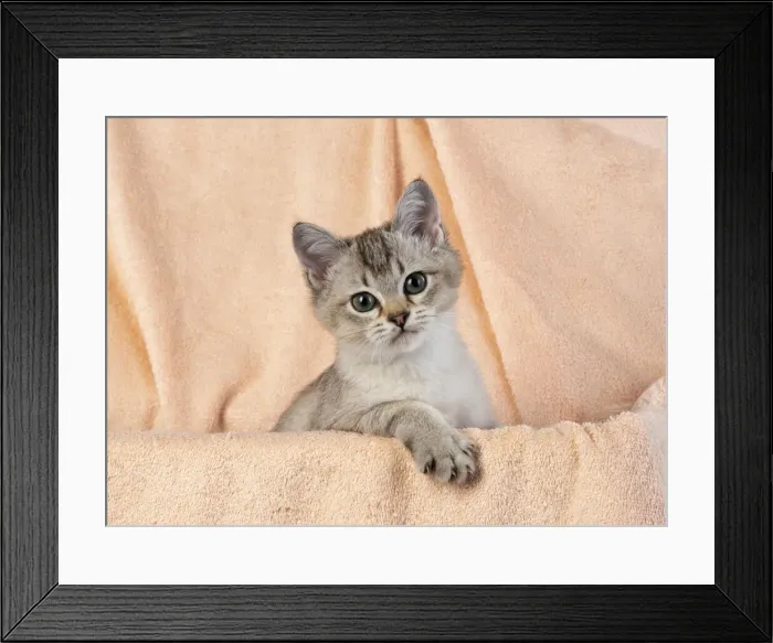 Framed Print : 13131244. CAT, brown silver Burmilla Date