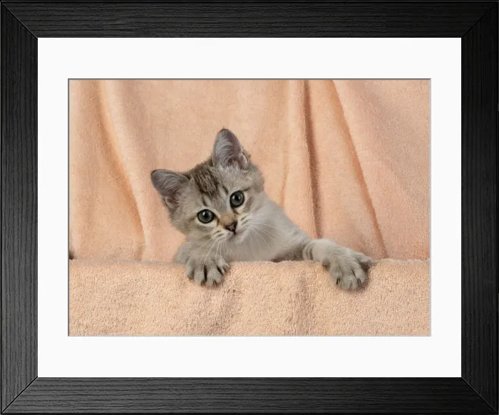 Framed Print : 13131245. CAT, brown silver Burmilla Date Framed Print : 13131245. CAT, brown silver Burmilla Date