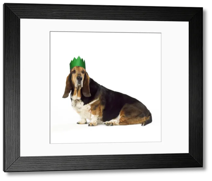 Framed Print : 13131247. Basset Hound Dog Date Framed Print : 13131247. Basset Hound Dog Date