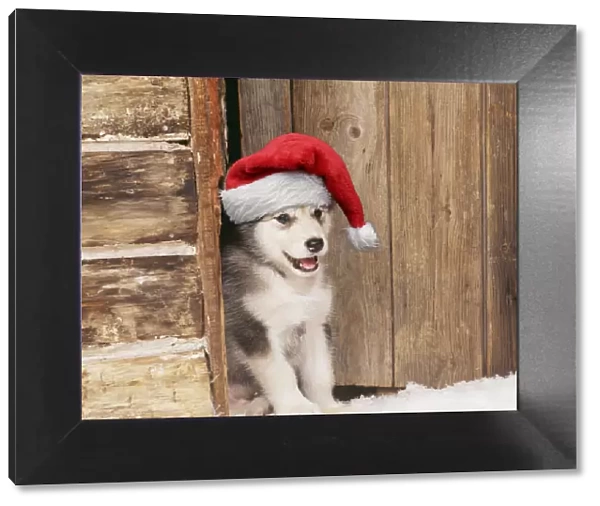 13131246. Alaskan Malamute Dog, puppy in snow wearing Christmas hat Date