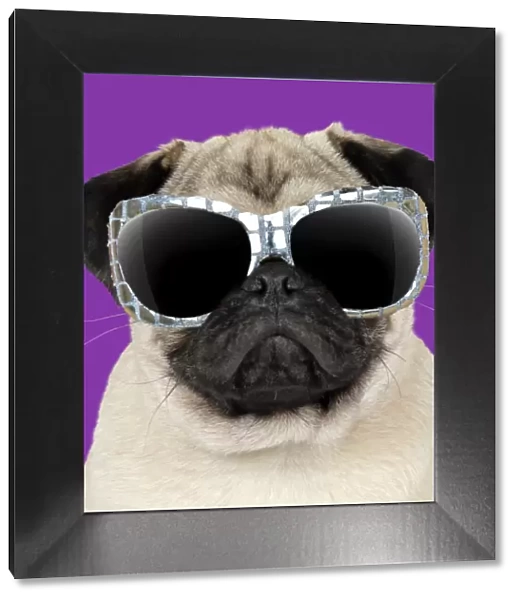 13131250. Fawn Pug Dog, wearing sunglasses Date