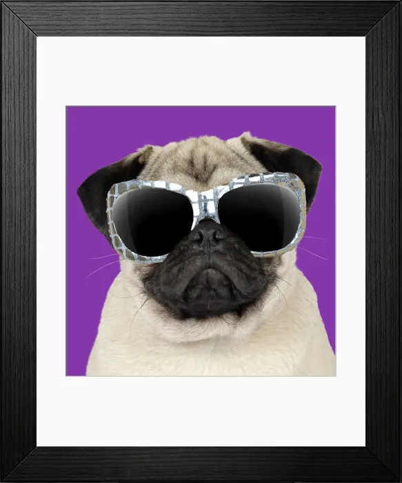 Framed Print : 13131250. Fawn Pug Dog, wearing sunglasses Date Framed Print : 13131250. Fawn Pug Dog, wearing sunglasses Date