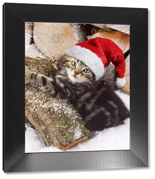 13131249. Tabby Cat, kitten on snow covered log wearing Christmas hat Date