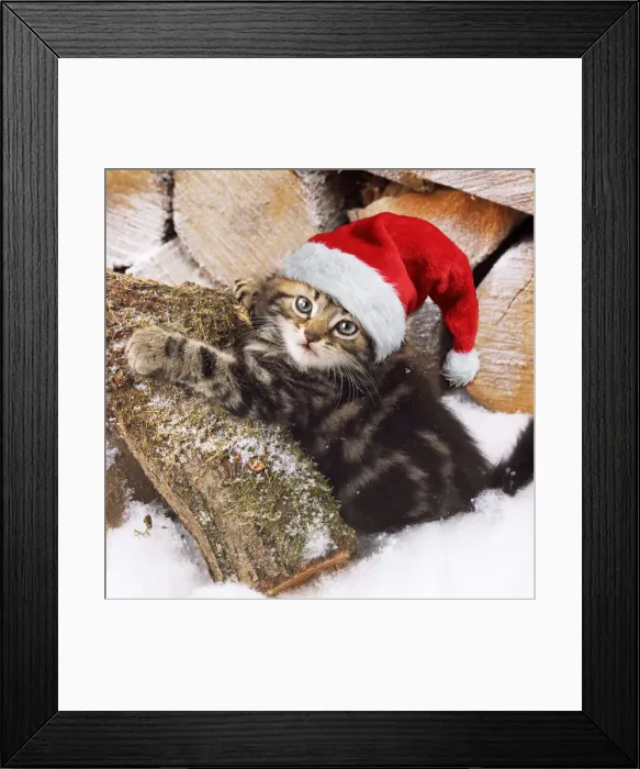 Framed Print : 13131249. Tabby Cat, kitten on snow covered log wearing Christmas hat Date Framed Print : 13131249. Tabby Cat, kitten on snow covered log wearing Christmas hat Date