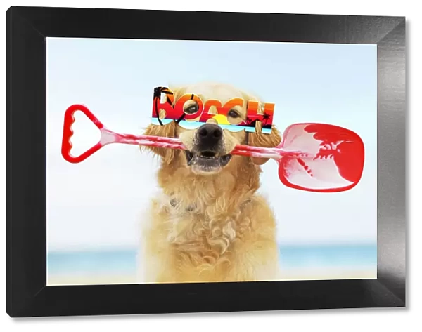 13131252. Golden Retriever Dog, holding spade, wearing beach glasses Date