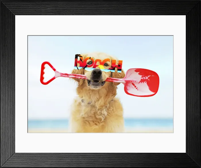 Framed Print : 13131252. Golden Retriever Dog, holding spade, wearing beach glasses Date Framed Print : 13131252. Golden Retriever Dog, holding spade, wearing beach glasses Date
